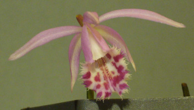 Pleione_limprichtii_x_chunii_1_1500x1000_80KB.jpg