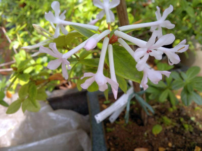 150420123284R._jasminiflorum_Pukeitii_-_Kopie.jpg