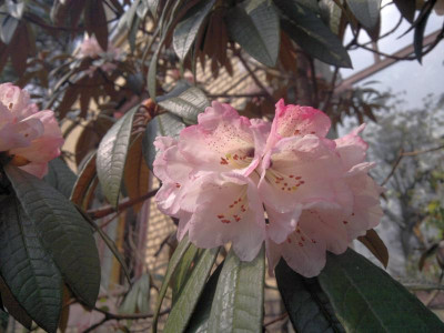 150420123285R.arboreum_ssp.cinnamoneum_var._roseum_Sch.2649_pale_pink_-_Kopie.jpg