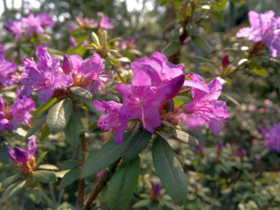 150420123289R._hippophaeoides_var._hippophaeoides_Inshiarch_-_Kopie.jpg
