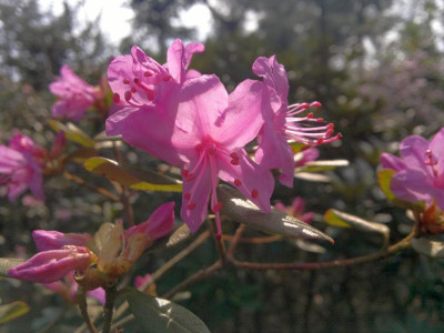 150420123290R._cuneatum_CHM2636_-_Kopie.jpg