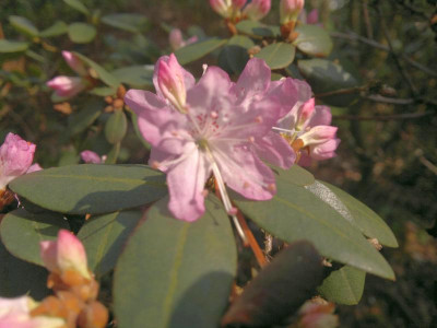 150420123291R.racemosum_Rock_Rose_clear_pink_-_Kopie.jpg