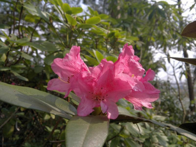 150420123292R._adenogynum_adenophorum_dark_rose_-_Kopie.jpg