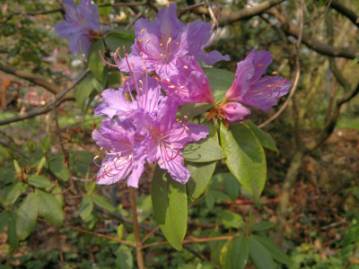 150420123293R.augustinii_ssp._augustinii_-_Kopie.jpg