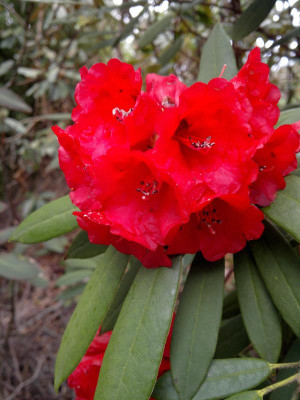 150420123297R._ochraceum_CH_7052_-_Kopie.jpg