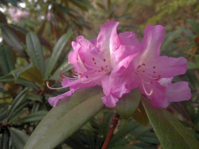 150420123300R.rubiginosum_dark_Esveld_-_Kopie.jpg