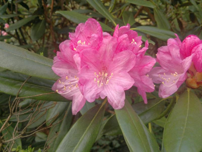 150420123303R.degronianum_ssp.heptamerum_var.hondoense_-_Kopie.jpg