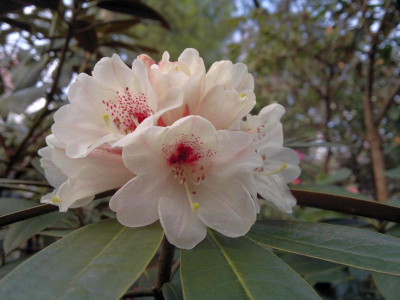 150420123308R.wasonii_var._wenchuanense_-_Kopie.jpg