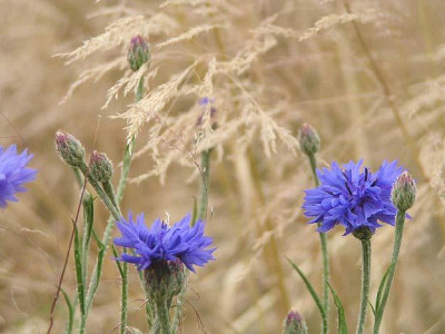kornblumen_zwei.jpg