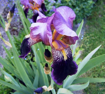 Iris_Grischa.jpg