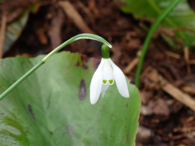 Augengalanthus.JPG