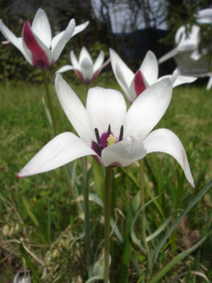 Tulipa_clusiana.jpg