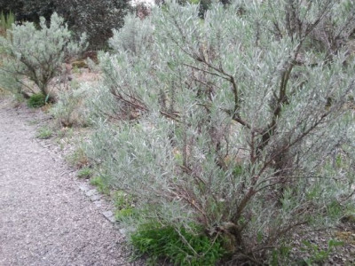 Artemisia_cana_Seriphidium_canum_Silbergrauer_Strauch-Beifu_North_Dacota_2012-04-15_16.21.21.jpg