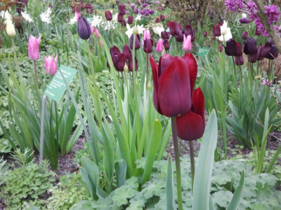 Tulipa_2012-04-15_16.27.48.jpg