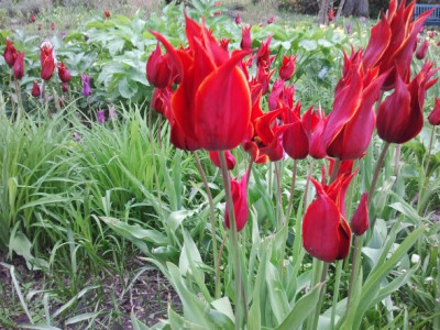 Tulipa_Queen_of_sheba_2012-04-15_16.31.24.jpg