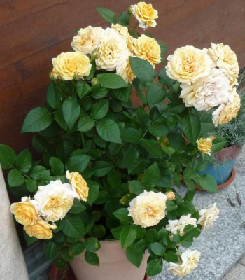 Patio_0811_06_.JPG