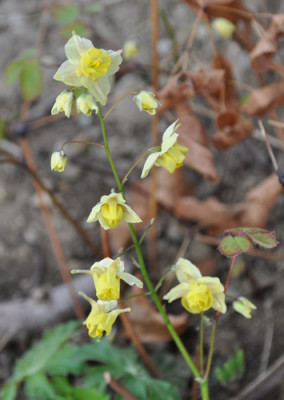 Epimedium_g_12_3599.jpg