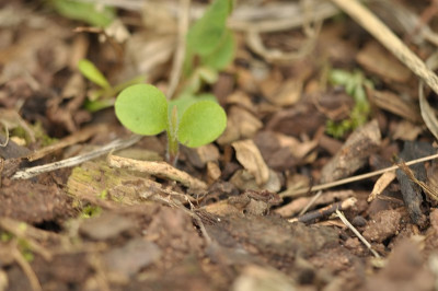 Meconopsis_vielleicht_2.jpg