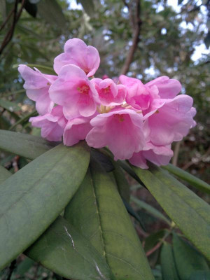 160420123317R.argyrophyllum_ssp.argyrophyllum_Pingianum_Group_KR184_-_Kopie.jpg