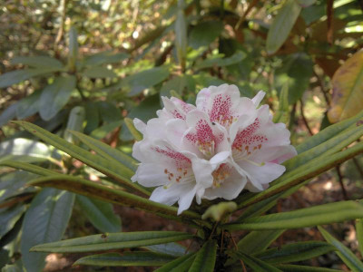 160420123320R.roxieanum_var.roxieanum_R.59222_-_Kopie.jpg