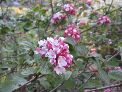 Viburnum_carlesii_Diana_Gartenpur.jpg