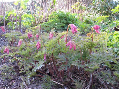 Dicentra_Adrian_Bloom_Gartenpur.jpg