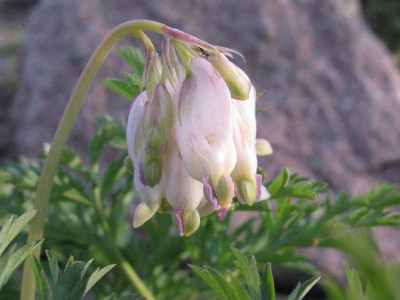 Dicentra_Samling_1_Gartenpur.jpg