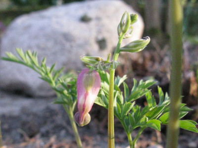 Dicentra_Samling_2_Gartenpur.jpg