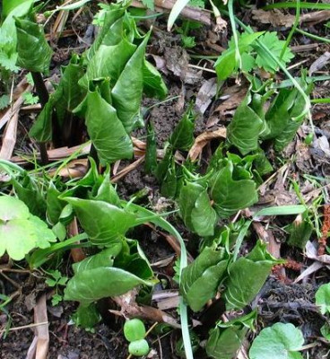 Trillium-grandifl1ch.jpg