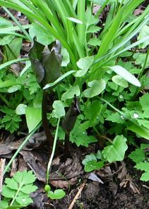 Trillium-grandifl.2ch.jpg