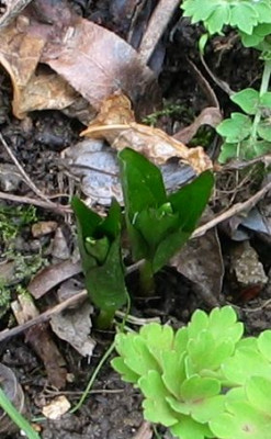 Trilliumgrandifl.3chzw.jpg