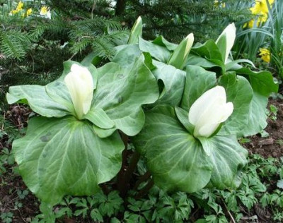 Trillium-ch-gigant.jpg