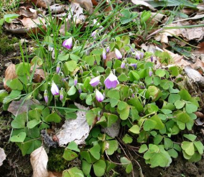 Oxalis-ch2012.jpg