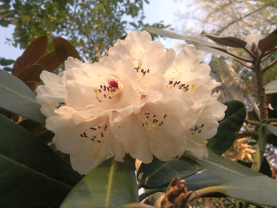 170420123325R.rex_ssp.fictolacteum_H.P._-_Kopie.jpg