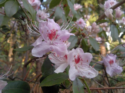 170420123328R.davidsonianum__Caerhays_Pale_Pink_blotched_-_Kopie.jpg