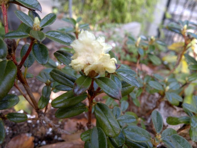 170420123329R.anthopogon_ssp._hypenanthum_Annapurna_SSW_9090_-_Kopie.jpg