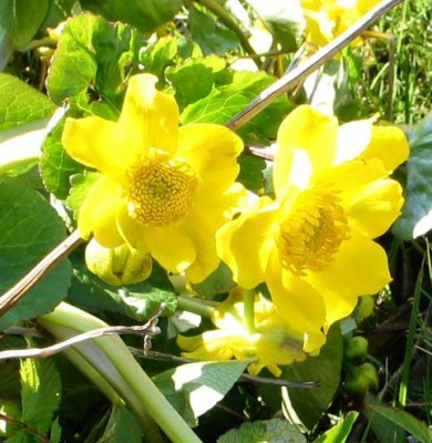 Caltha.kellberg.jpg