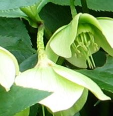 helleborus-liguricus-detail2.jpg
