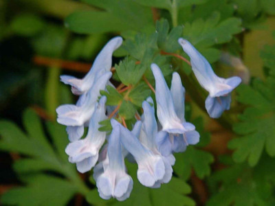 C._ornata_Blue_Favorite.jpg