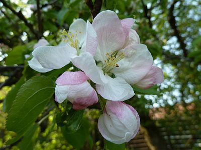 Malus_P10004441.jpg