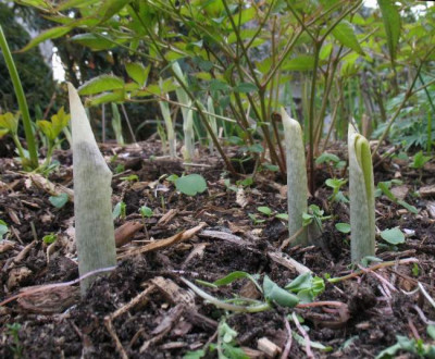 IMG_5379_Arisaema_thunbergii_urashima.jpg