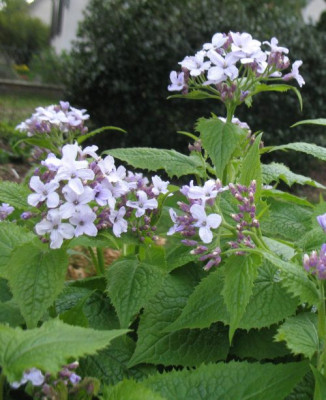 IMG_5383_Lunaria_rediviva.jpg