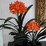 _Clivia.jpg
