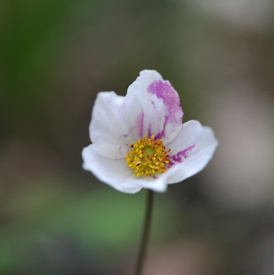 Anemone_sylvestris_getuscht.jpg