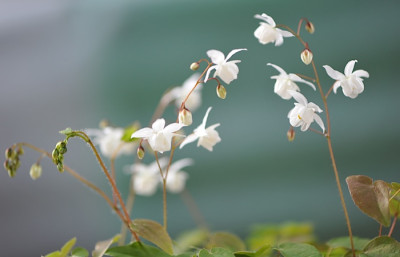 Epimedium_x_youngianum_niveum.jpg