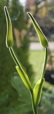 Phrag_caudatum2.jpg