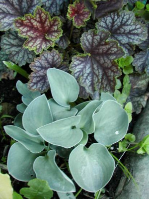 blue_mouse_ears_heuchera.jpg