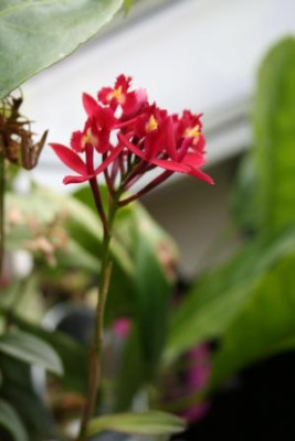 Epidendrum.jpg