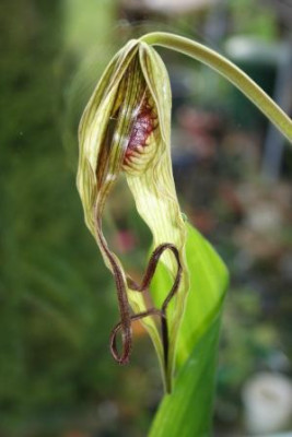 Phrag_caudatum.jpg