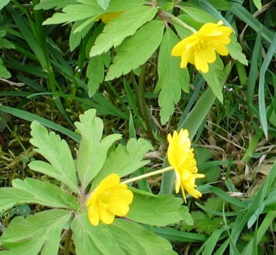 A.ranuculoides-kel.jpg
